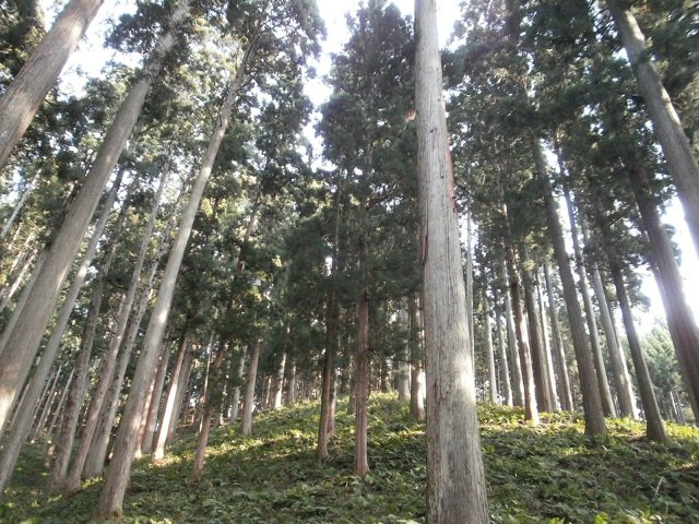 1-4慶長杉周辺の山並み_17076_marked.jpg